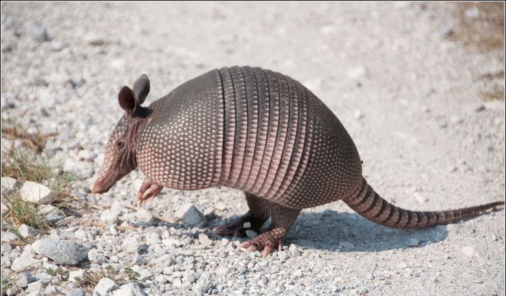 an armadile walking on the ground with it's foot in the sand