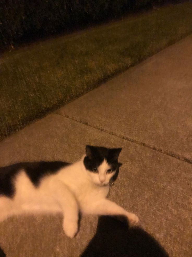 a black and white cat laying on the ground next to a sidewalk with grass in the background