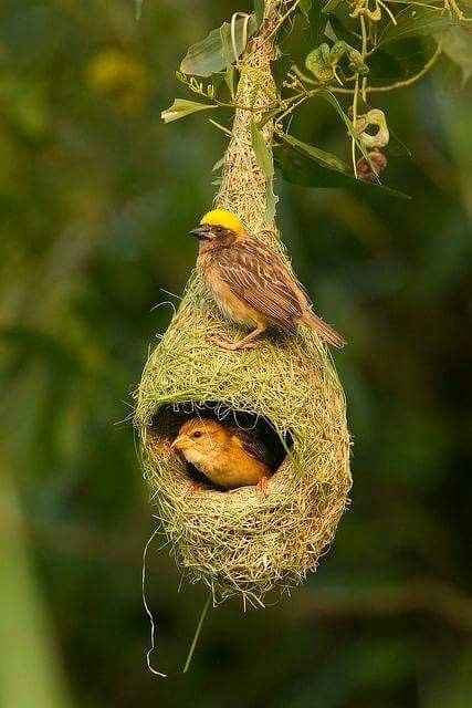 a bird nest hanging from a tree branch with two birds in it's nest