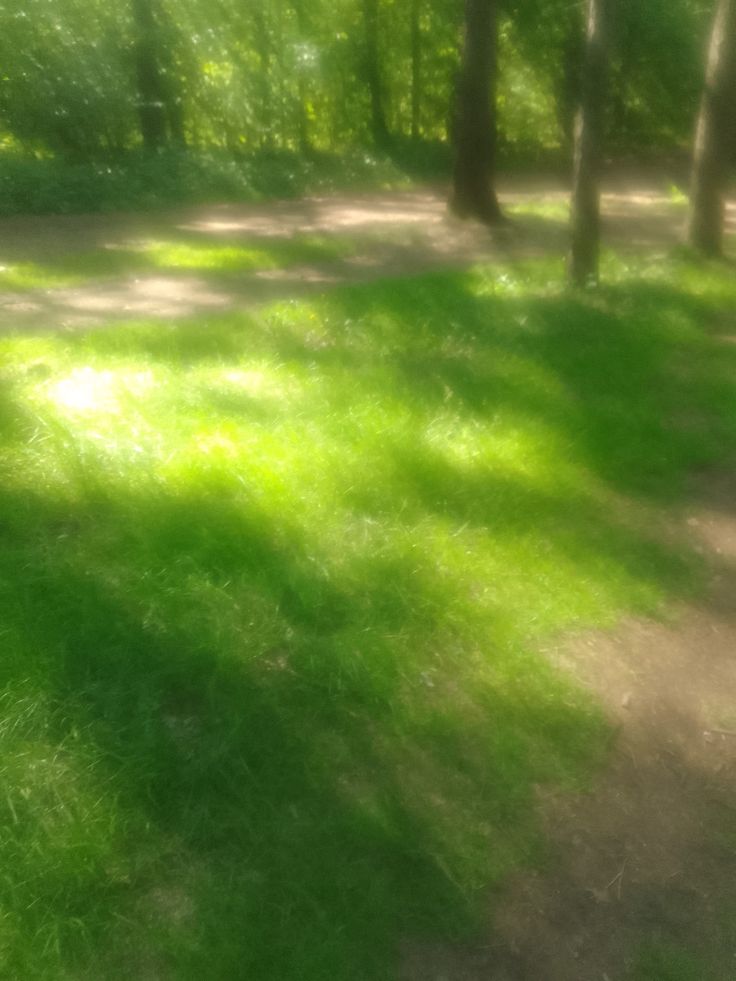 a blurry photo of trees and grass in the woods