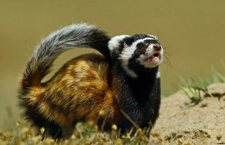 a small animal standing on top of a grass covered field