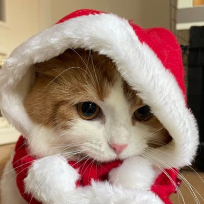 a cat wearing a santa hat and scarf