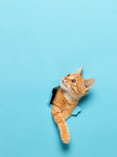 an orange and white cat laying on top of a blue surface with its head looking up