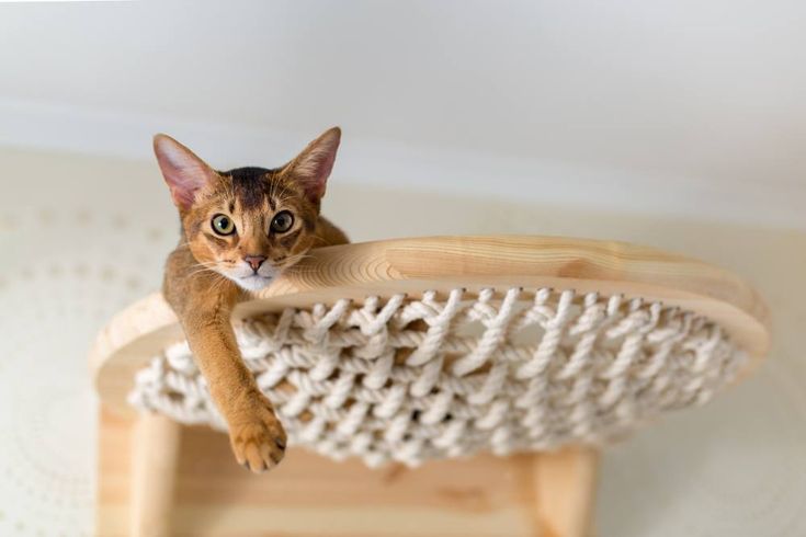 a cat sitting on top of a wooden chair