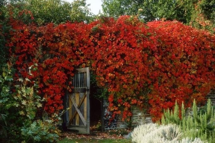 red flowers are growing on the side of an old building with a wooden door in it