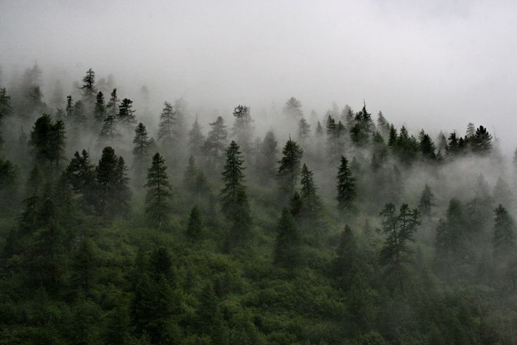 the trees are covered in thick fog and mist