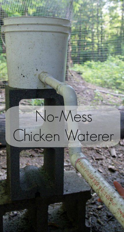 a chicken waterer sitting on top of a wooden table