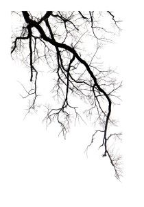 black and white photograph of tree branches with no leaves on the branches, against a white sky background