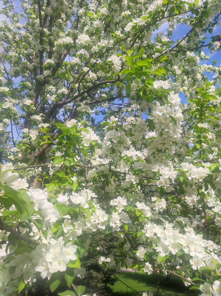 white flowers are blooming on the branches of trees in front of a blue sky