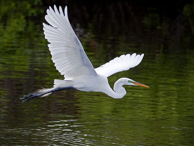 a large white bird flying over the water