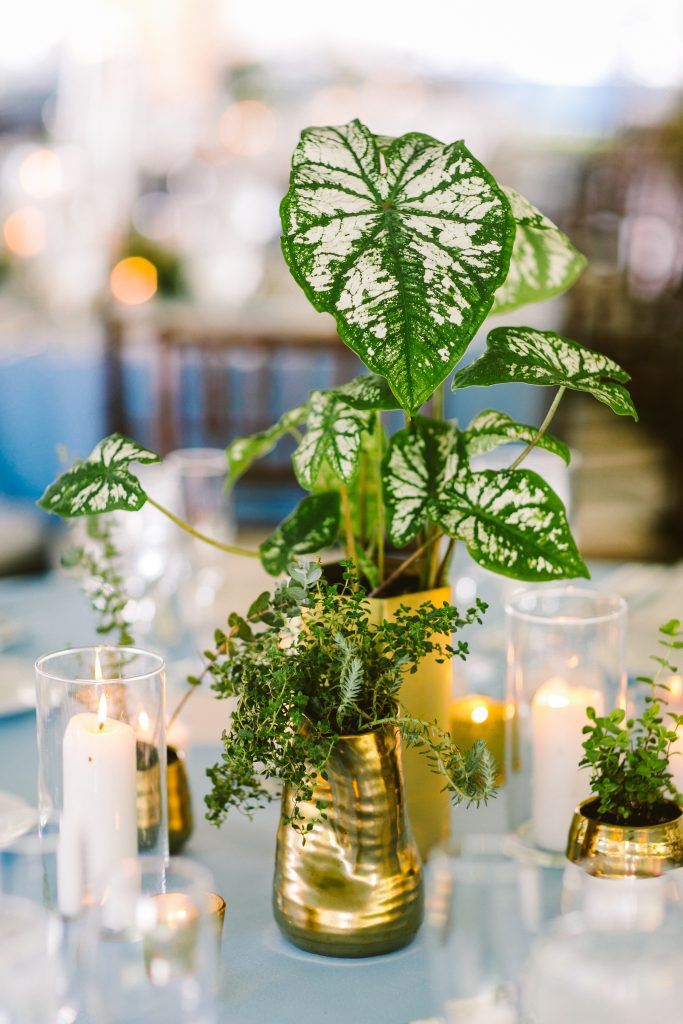 there is a plant in a vase on the table with candles and other decorations around it