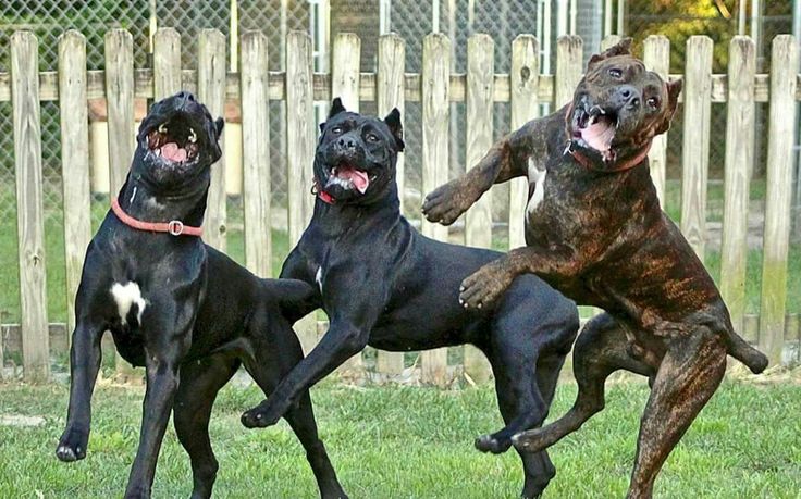 three large dogs are playing in the grass