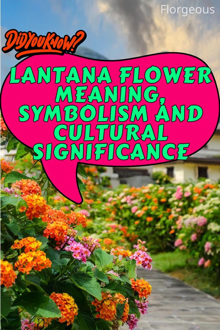 Lantana Flower Meaning Lantana Landscaping, Lantana Flower, Flower Meanings, Different Cultures, Different Flowers, Good Fortune, Ancient Times, The Meaning, How Can