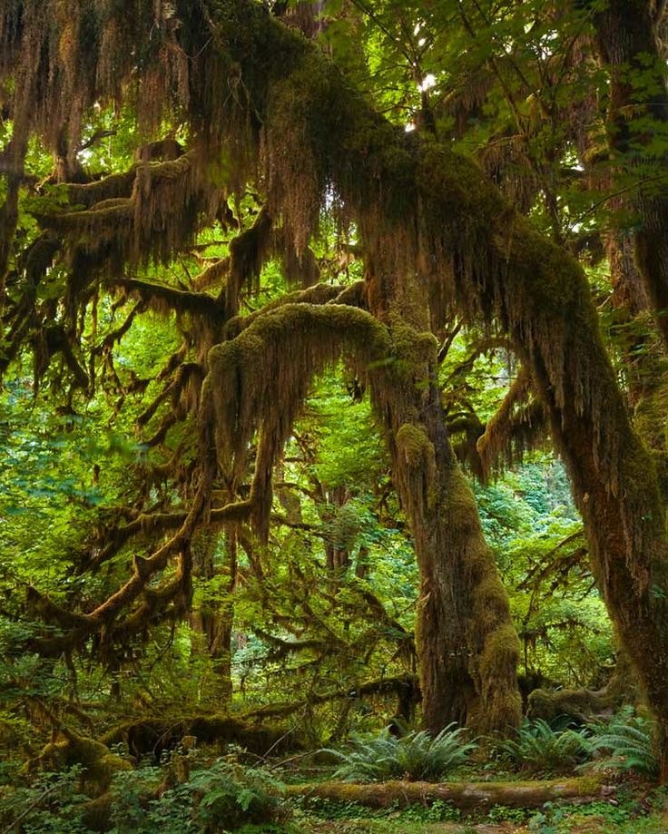 the mossy trees are covered in green leaves