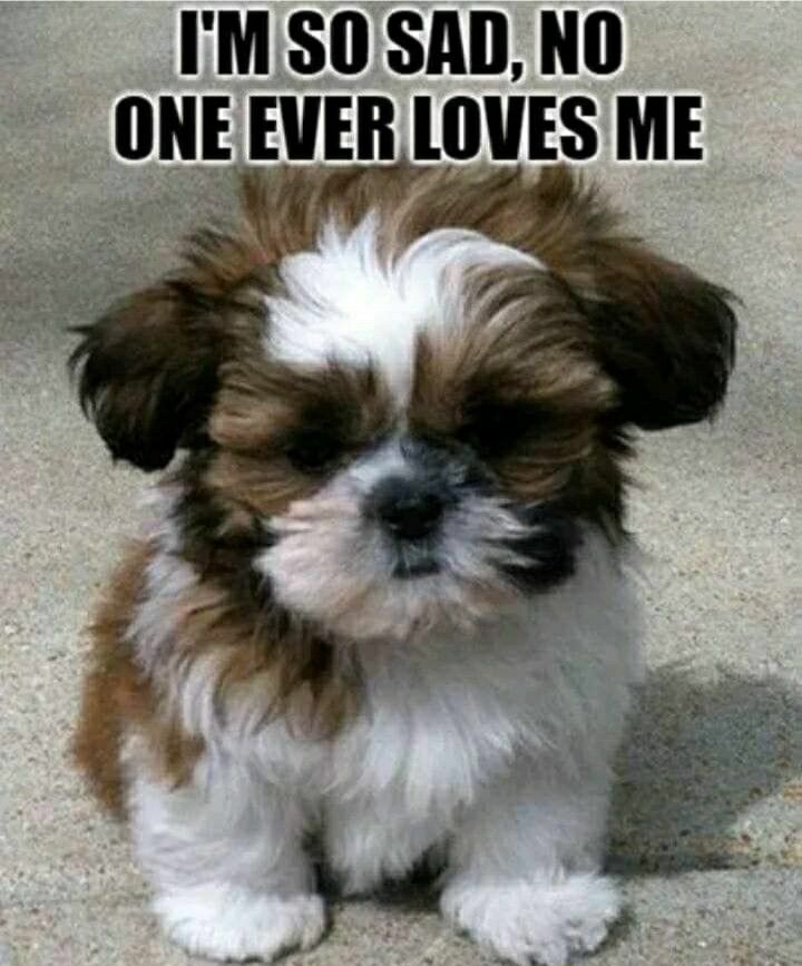 a small brown and white dog sitting on the ground