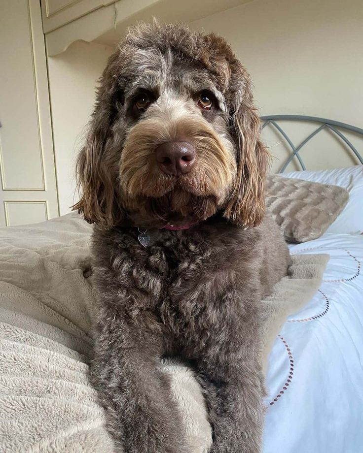 a close up of a dog laying on a bed