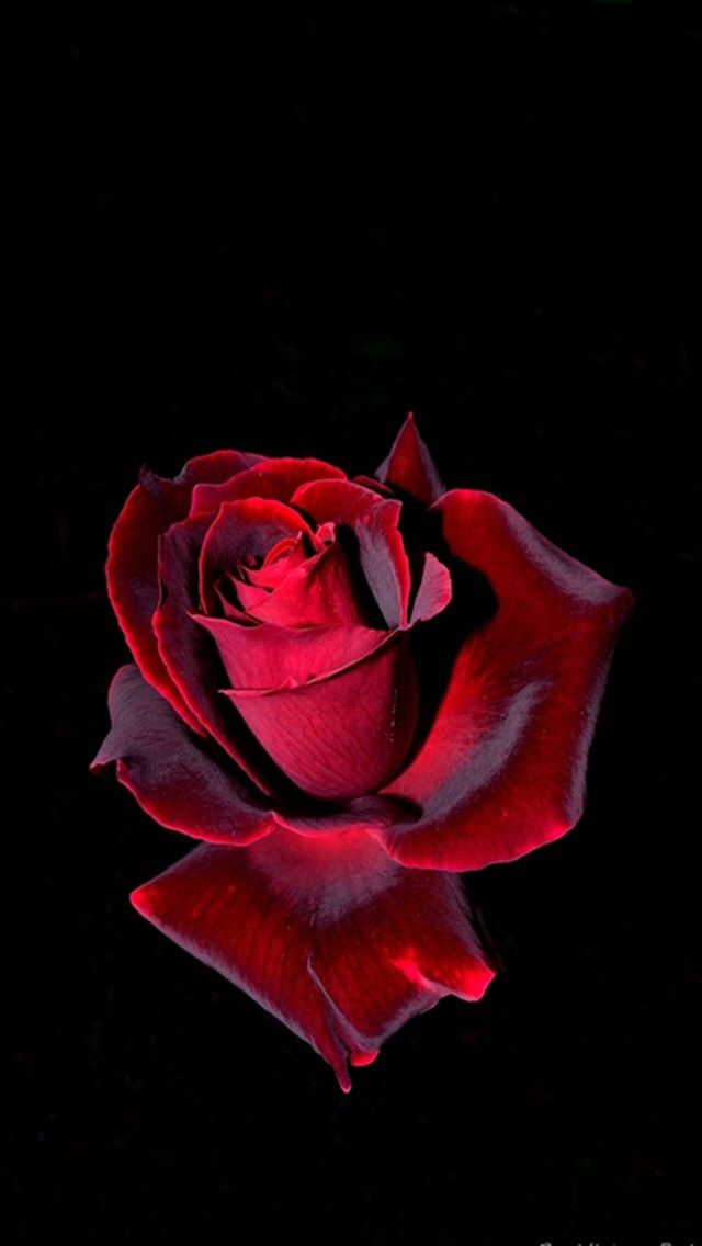 a red rose is shown in the dark