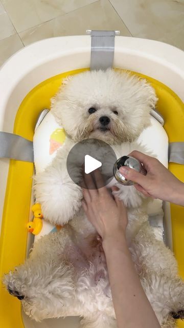 a person is petting a white dog in a bath tub with yellow trimmings