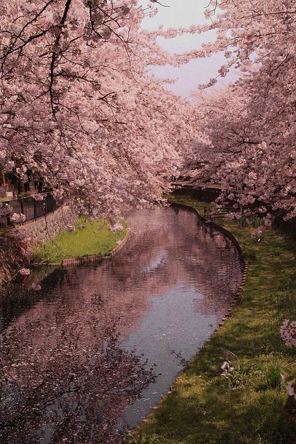 there is a river that runs through the park with cherry blossom trees in full bloom