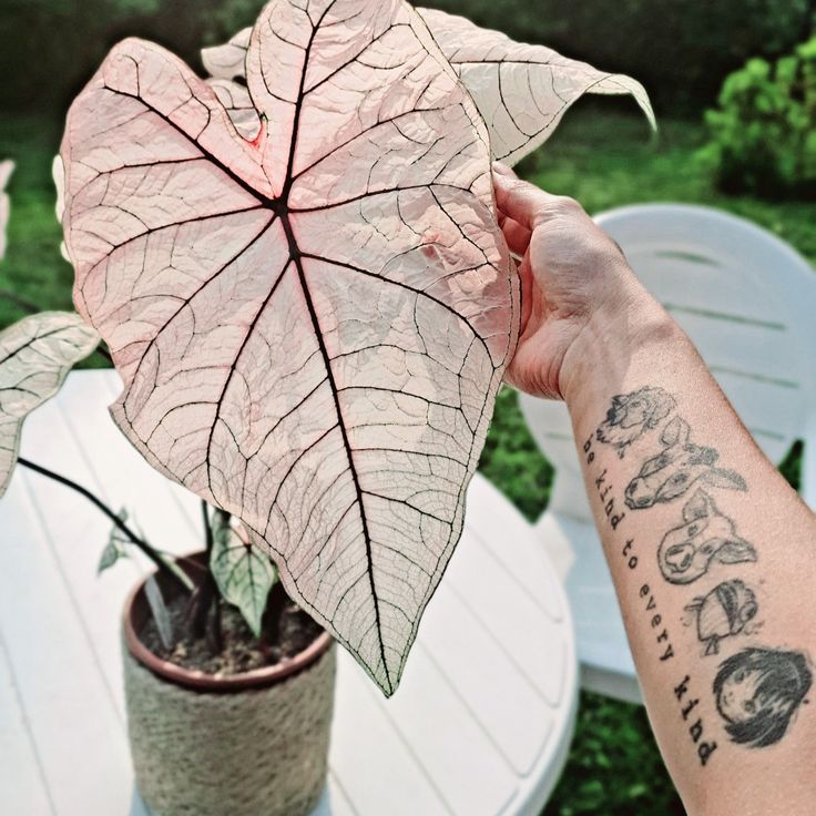 a person holding up a large leaf next to a small potted plant on a table