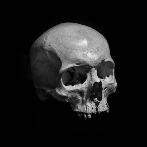 a black and white photo of a human skull