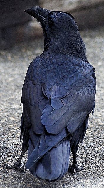 a large black bird sitting on the ground