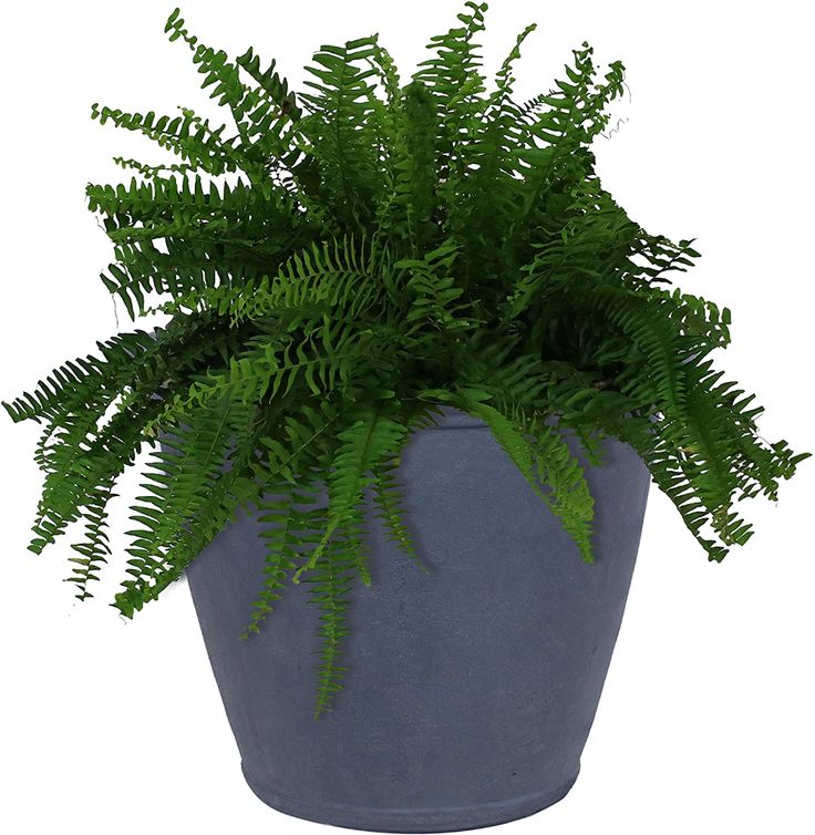 a green plant in a blue pot on a white background