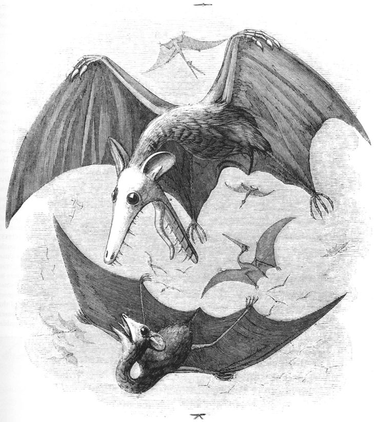 two bats are flying in the sky with their wings spread out, and one is on top of another bat