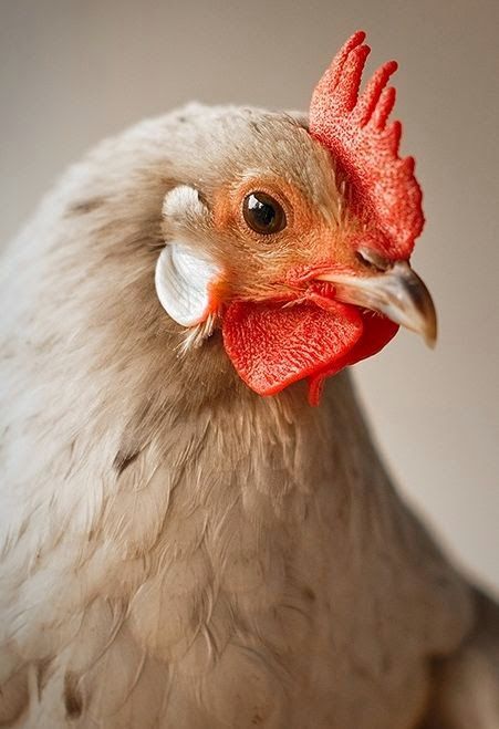 a close up of a chicken with a red comb on it's head and an orange beak