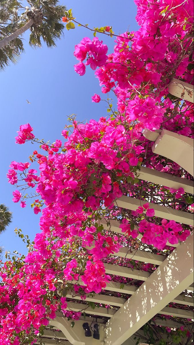 pink flowers are growing on the side of a white pergoline structure with blue skies in the background