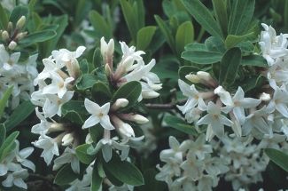 white flowers with green leaves in the background