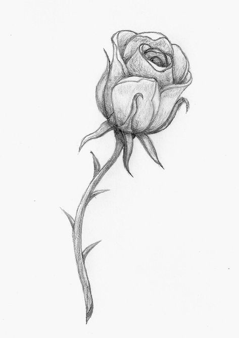 a pencil drawing of a single rose