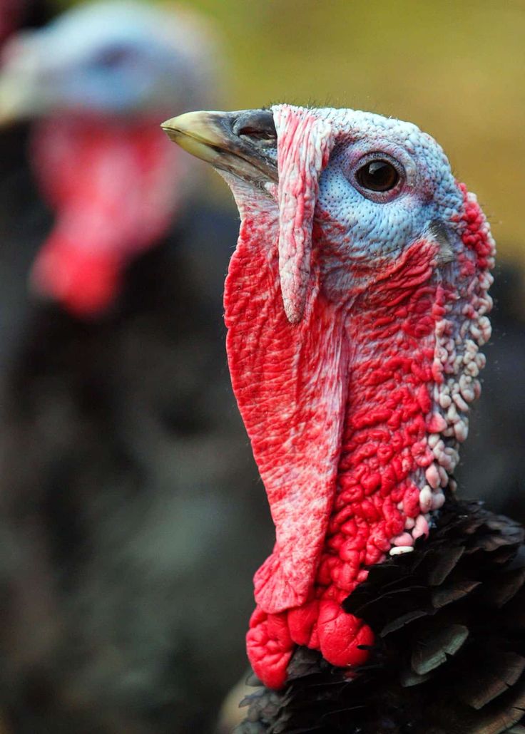 two turkeys standing next to each other on a field