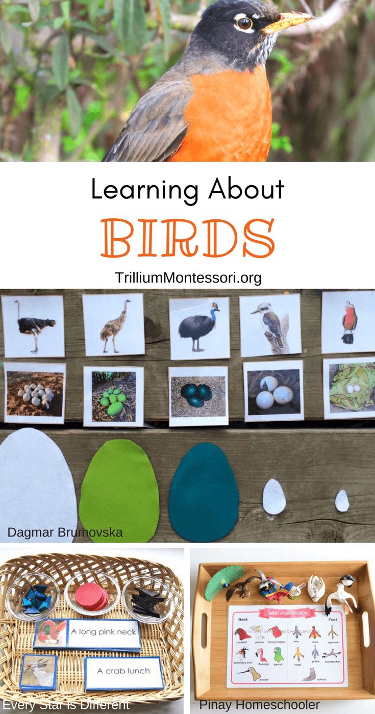 an orange and black bird sitting on top of a wooden table next to other pictures