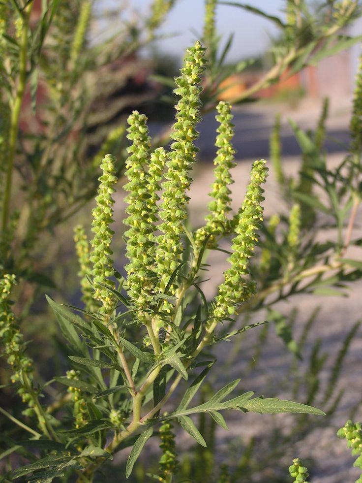 some very pretty green plants by the side of the road