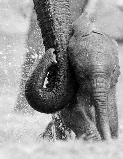 the baby elephant is playing in the water with it's trunk up to its mother