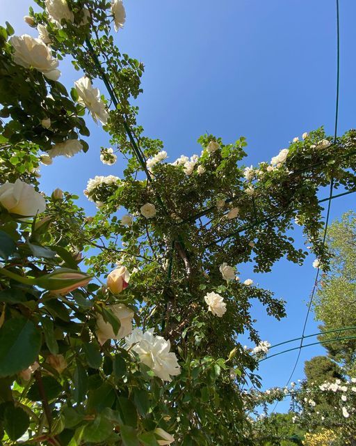 white roses are growing on the branches of trees in front of a blue sky background