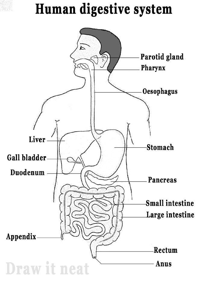 diagram of the human digest with labels on each organ and labeled in text below it