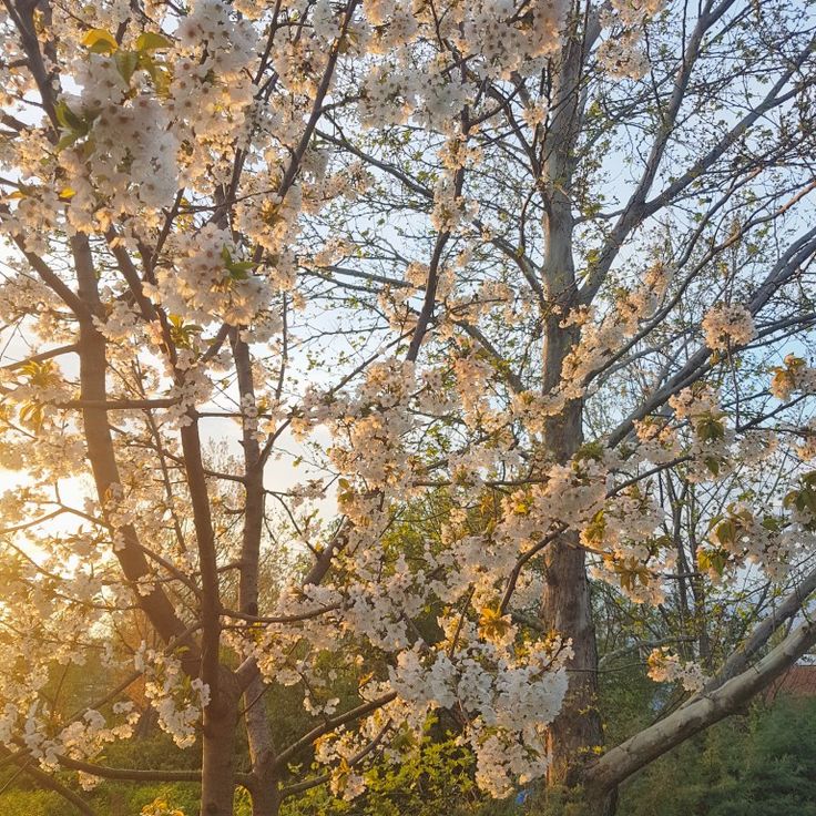 flowers, spring, aesthetic, cute, Spring Breeze Aesthetic, Cozy Spring Aesthetic, Pretty Nature Aesthetic, Summer Season Aesthetic, Early Spring Aesthetic, Spring Aesthetic Nature, Spring Season Aesthetic, Blossom Aesthetic, Spring Cozy