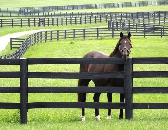 a brown horse standing next to a black fence in a field with green grass and trees