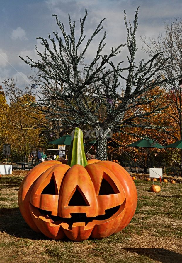 a large pumpkin sitting on top of a lush green field