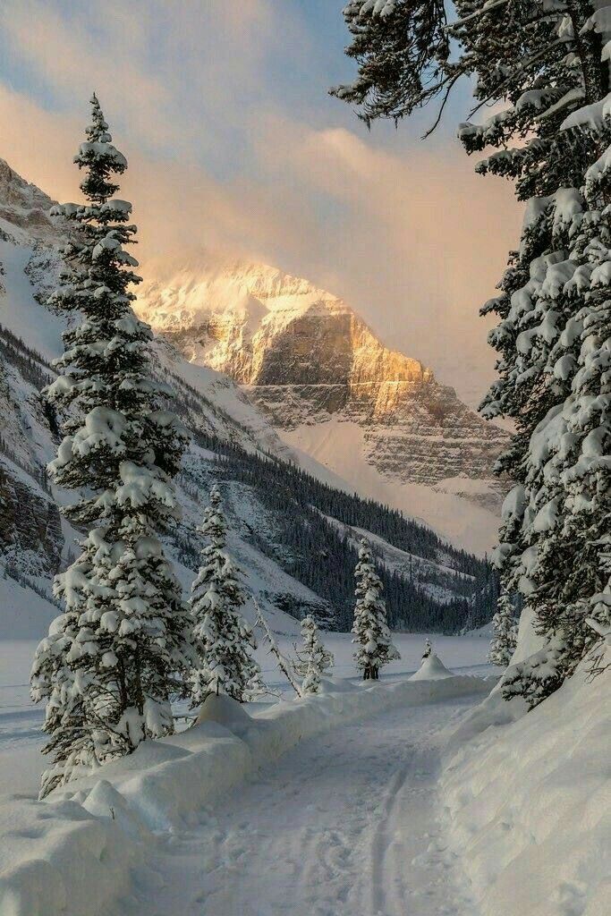 a snow covered mountain with pine trees in the foreground