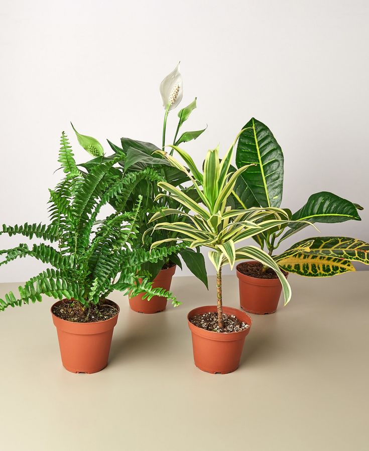 three potted plants are sitting on a table