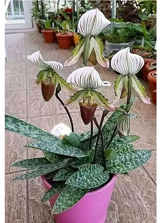 some white flowers are in a pink pot