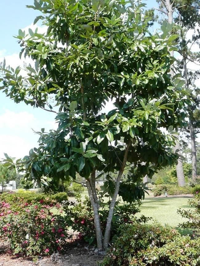 a small tree in the middle of some bushes