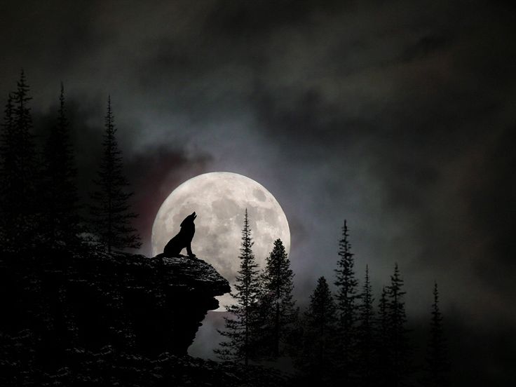 a wolf standing on top of a cliff under a full moon