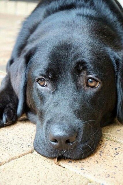 a close up of a dog laying on the ground with its head resting on his paws