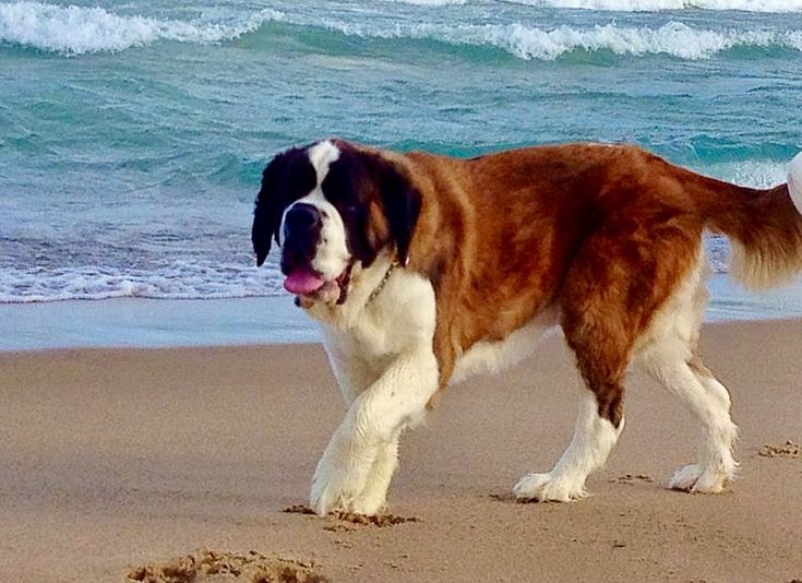 a large brown and white dog standing on top of a beach next to the ocean