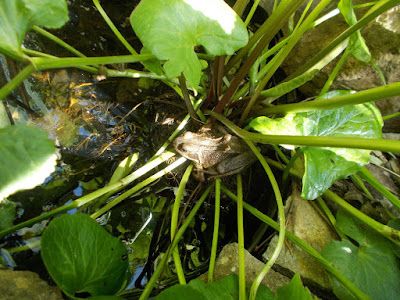 the plant is growing out of the ground in the water and it's green leaves