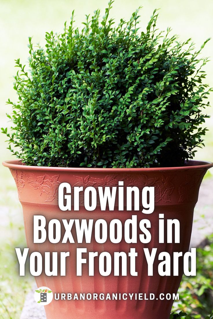 a potted plant with the words growing boxwoods in your front yard on it